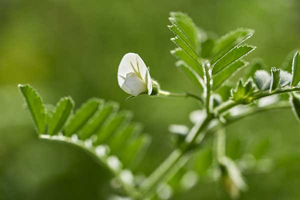 Ciecierzyca pospolita (Cicer arietinum)