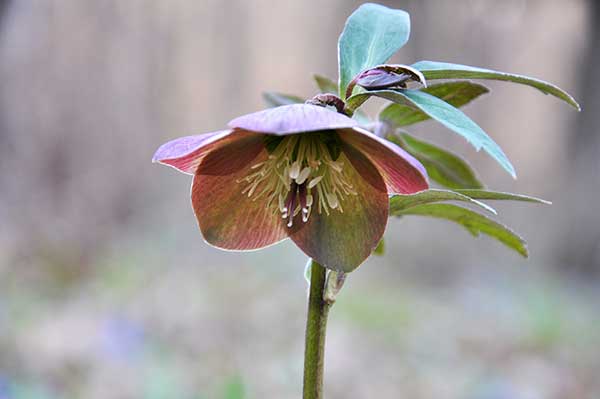 Ciemiernik czerwonawy (Helleborus purpurascens)