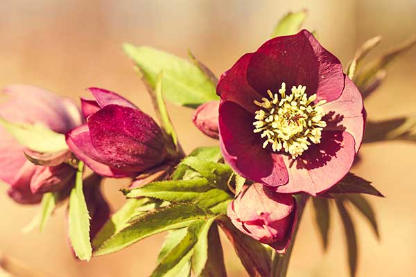 Ciemiernik gajowy (Helleborus dumetorum)