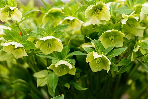 Ciemiernik zielony (Helleborus viridis)