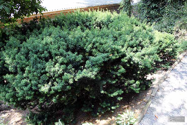 Cis japoński (Taxus cuspidata)