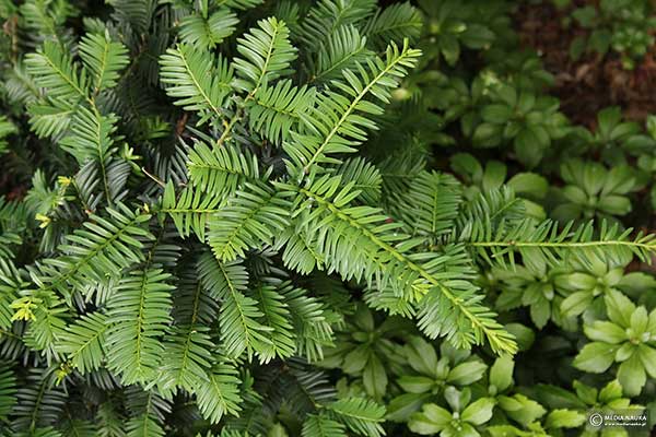 Cis pośredni (Taxus × media)