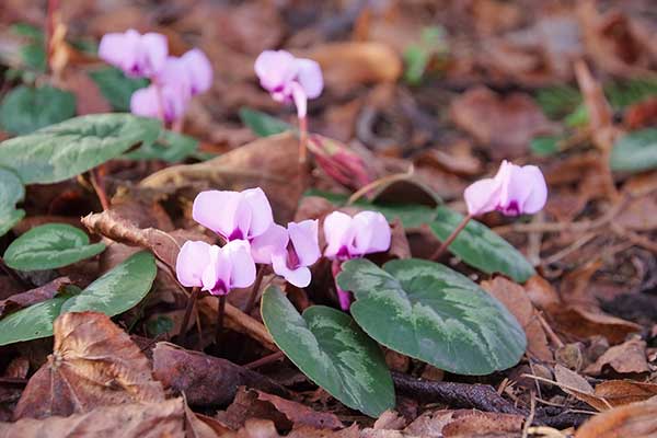 Cyklamen europejski, cyklamen purpurowy (Cyclamen purpurascens)