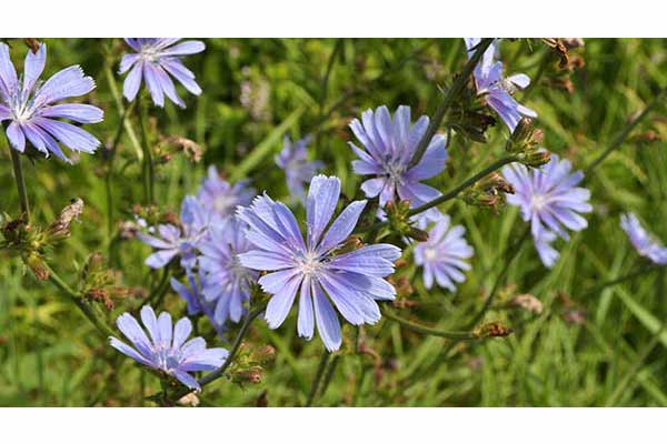 Cykoria podróżnik (Cichorium intybus)