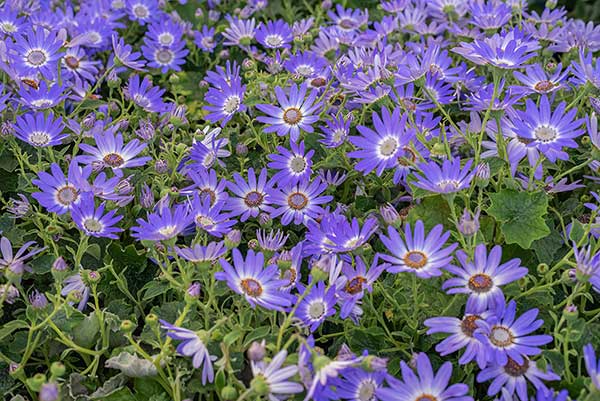 Cyneraria (Pericallis ×hybrid)