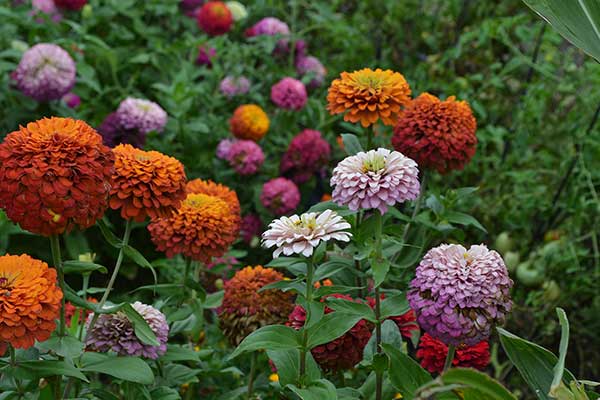 Cynia wytworna, cynia zdobna, jakobinka (Zinnia elegans)