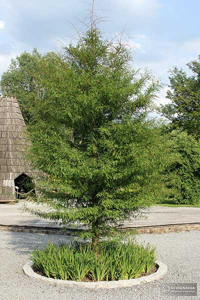 Cypryśnik błotny (Taxodium distichum)