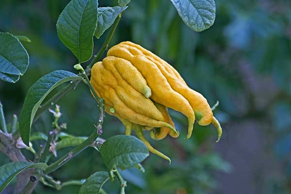 Cytron, cedrat (Citrus medica)