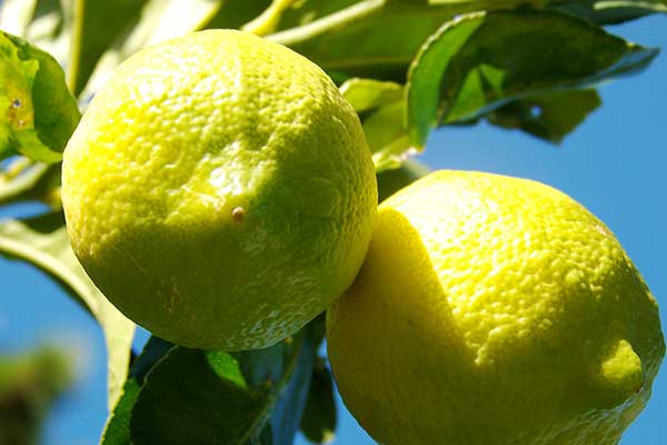 Cytryna zwyczajna (Citrus limon)