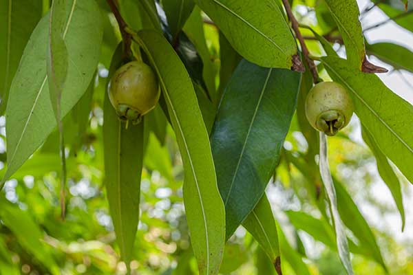 Czapetka pospolita, czapetka jambos (Syzygium jambos)