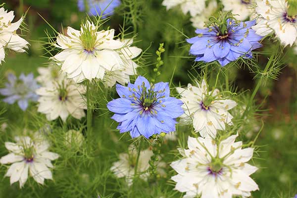 Czarnuszka siewna (Nigella sativa)