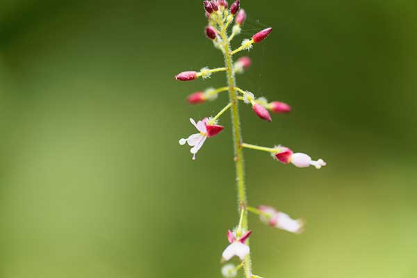 Czartawa pospolita (Circaea lutetiana)