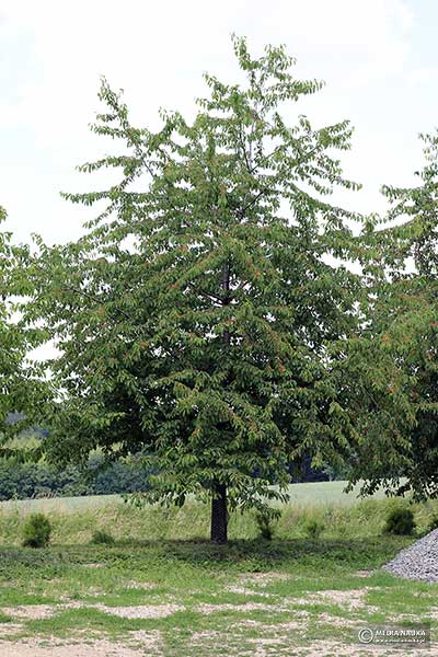 Czereśnia, wiśnia ptasia, trześnia, wiśnia dzika (Cerasus avium)