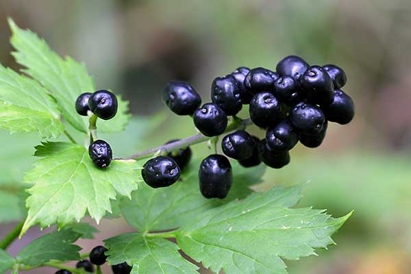 Czerniec gronkowy (Actaea spicata)