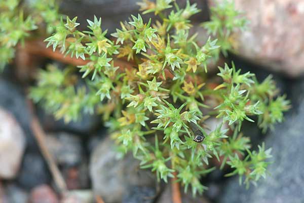Czerwiec roczny (Scleranthus annuus)