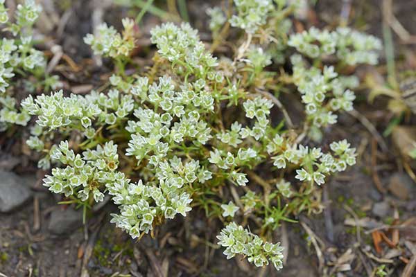 Czerwiec trwały (Scleranthus perennis)