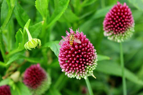 Czosnek główkowaty (Allium sphaerocephalon)