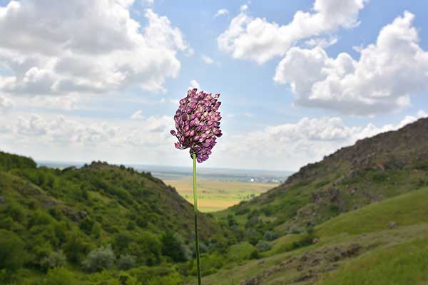 Czosnek kulisty (Allium rotundum)