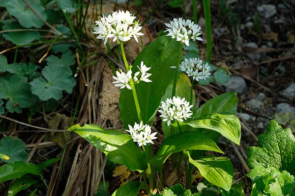 Czosnek niedźwiedzi (Allium ursinum)