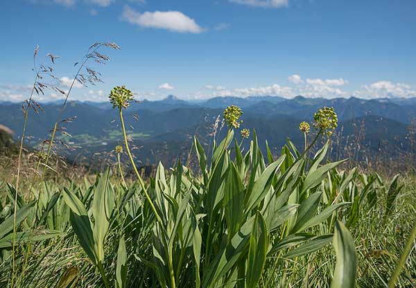 Czosnek siatkowaty (Allium victorialis)