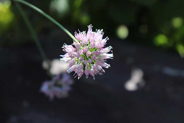 Czosnek skalny (Allium senescens)