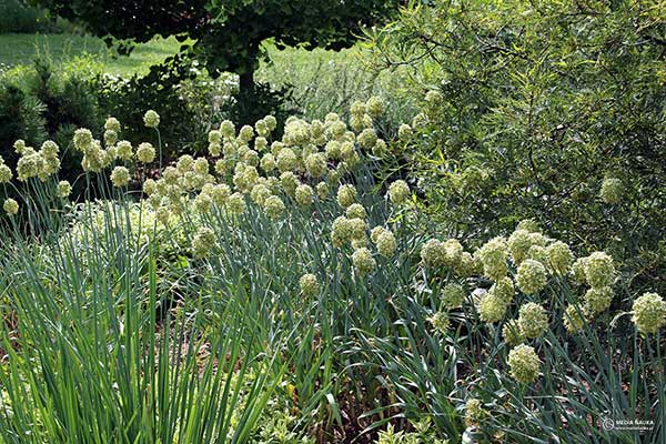 Czosnek ukośny (Allium obliquum)