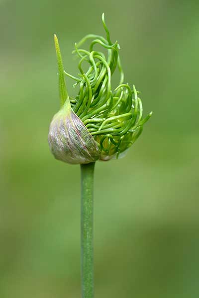 Czosnek winnicowy (Allium vineale)