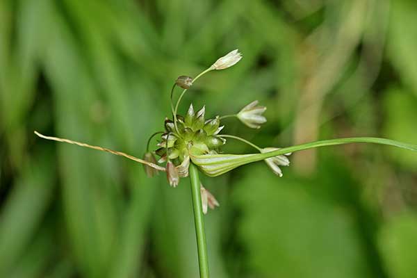 Czosnek zielonawy (Allium oleraceum)