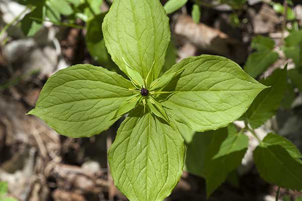 Czworolist pospolity (Paris quadrifolia)