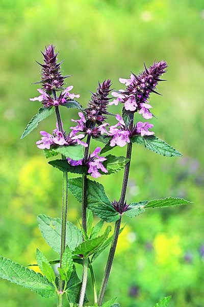 Czyściec błotny (Stachys palustris)