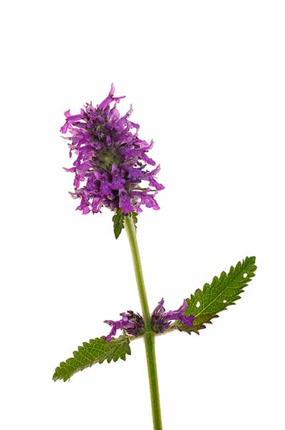 Czyściec lekarski, bukwica lekarska (Stachys officinalis)