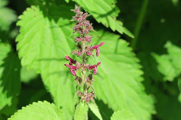 Czyściec leśny (Stachys sylvatica)