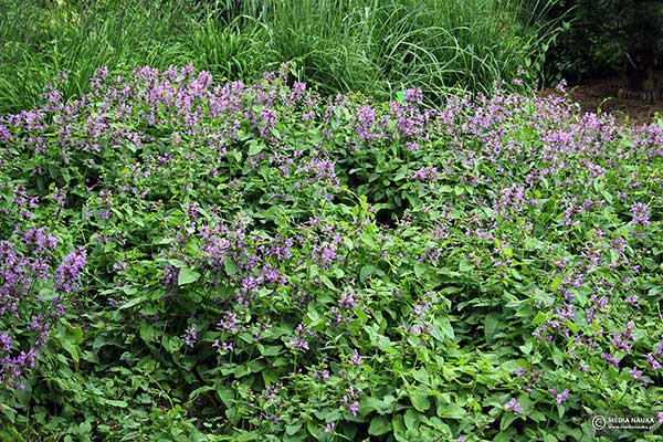 Czyściec wielkokwiatowy, bukwica wielkokwiatowa (Stachys grandiflora)