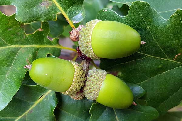 Dąb bezszypułkowy (Quercus petraea)