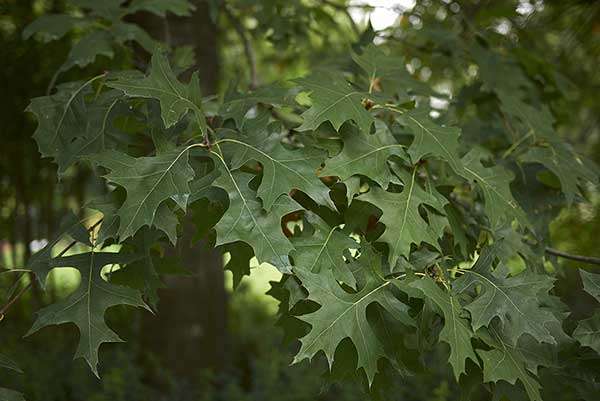 Dąb błotny (Quercus palustris)