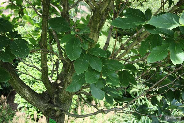 Dąb pontyjski (Quercus pontica)