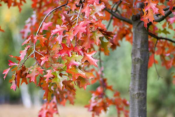 Dąb szkarłatny (Quercus coccinea)