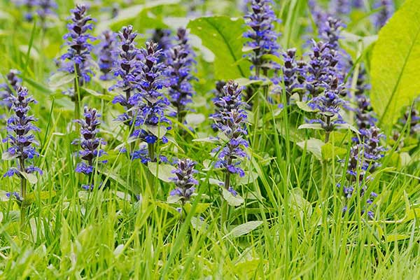 Dąbrówka kosmata, dąbrówka genewska (Ajuga genevensis)