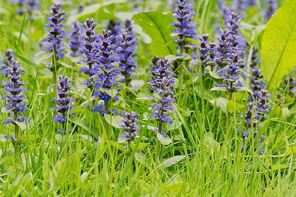 Dąbrówka kosmata (Ajuga genevensis)