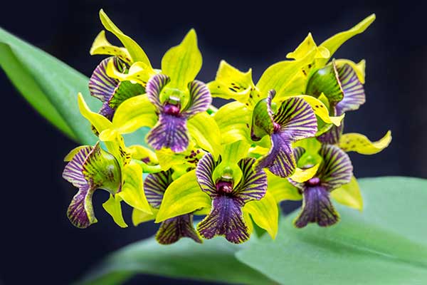 Dendrobium, drzewoporzec © Danita Delimont – stock.adobe.co Dendrobium, drzewoporzec