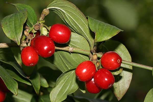 Dereń jadalny (Cornus mas)