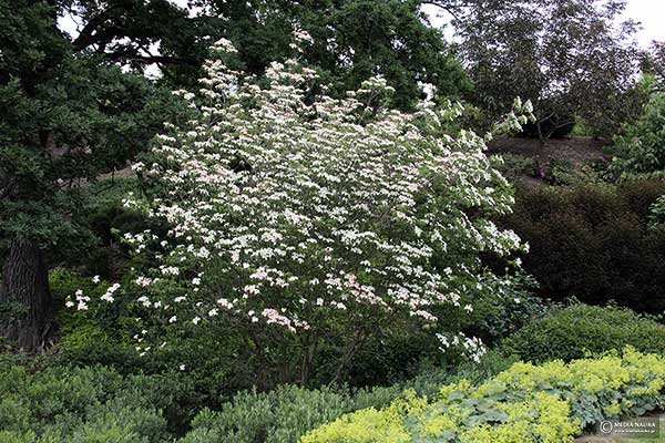 Dereń kousa (Cornus kousa)