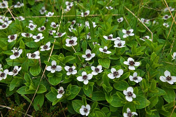 Dereń szwedzki (Cornus suecica)