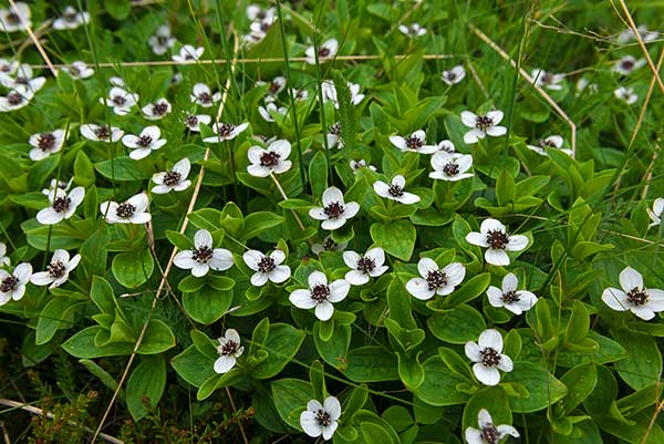 Dereń szwedzki (Cornus suecica)