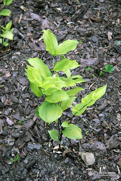 Disporum jednokwiatowe (Disporum uniflorum)