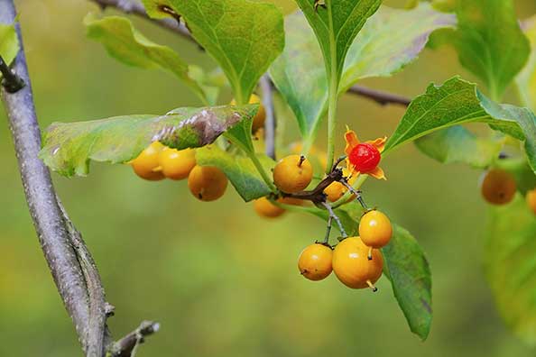 Dławisz amerykański (Celastrus scandens)