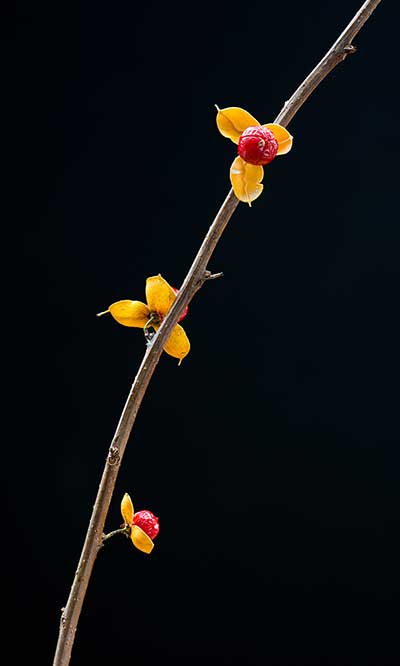 Dławisz okrągłolistny (Celastrus orbiculata)