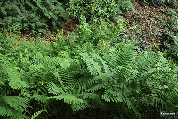 Długosz królewski (Osmunda regalis)