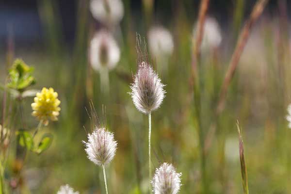 Dmuszek jajowaty (Lagurus ovatus)