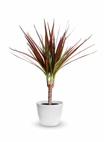 Dracena obrzeżona (Dracaena marginata)